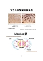 厚生労働科学研究費補助金（難治性疾患克服研究事業）「Menkes病・occipital horn症候群の実態調査、早期診断基準確立、治療法開発に関する研究」平成22年度 総括・分担研究報告書