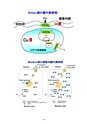 厚生労働科学研究費補助金（難治性疾患克服研究事業） 「Menkes 病・occipital horn 症候群の実態調査、早期診断基準確立、治療法開発に関する研究」 平成23年度 総括・分担研究報告書