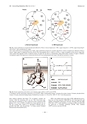 厚生労働科学研究費補助金（難治性疾患克服研究事業） 「Menkes 病・occipital horn 症候群の実態調査、早期診断基準確立、治療法開発に関する研究」 平成23年度 総括・分担研究報告書